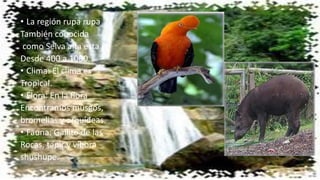• La región rupa rupa
También conocida
como Selva alta esta
Desde 400 a 1000.
• Clima: El clima es
Tropical.
• Flora: En la flora
Encontramos musgos,
bromelias y orquídeas.
• Fauna: Gallito de las
Rocas, tapir y víbora
shushupe.
 