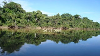 Selva baja
 