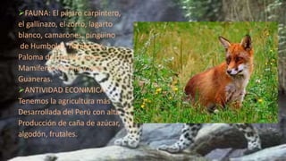 FAUNA: El pájaro carpintero,
el gallinazo, el zorro, lagarto
blanco, camarones, pingüino
de Humboldt, flamencos,
Paloma de castilla, peces
Mamíferos marino y aves
Guaneras.
ANTIVIDAD ECONIMICA:
Tenemos la agricultura más
Desarrollada del Perú con alta
Producción de caña de azúcar,
algodón, frutales.
 