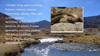 • FAUNA: A ves como la tórtola,
Paloma, culebras, insectos
Trasmisores, víboras, chau cato.
CLIMA: Lluvioso
ACTIVIDAD ECONOMICA:
Sembríos de árboles frutales
(granadilla, manzana, pepino)
PRICIPALES CIUDADES:
Tacna, Chosica, Abancay,
Chachapoyas.
 