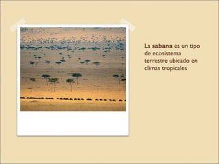 La sabana | PPT