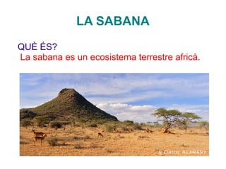 LA SABANA
QUÈ ÉS?
La sabana es un ecosistema terrestre africà.
 