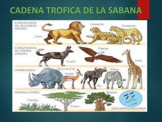 CADENA TROFICA DE LA SABANA
 
