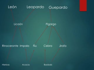 Licaón Pigargo
Rinoceronte Impala Ñu Cebra Jirafa
Hierbas Acacia Baobab
León Leopardo Guepardo
 