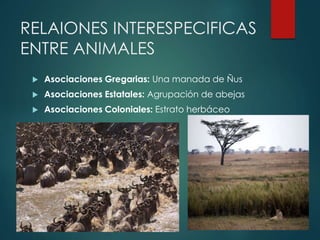 RELAIONES INTERESPECIFICAS
ENTRE ANIMALES
 Asociaciones Gregarias: Una manada de Ñus
 Asociaciones Estatales: Agrupación de abejas
 Asociaciones Coloniales: Estrato herbáceo
 