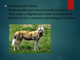  LICAÓN (Lycaon Pictus)
-Orejas grandes para escuchar mejor el entorno.
-Patas largas y delgadas para evitar la transpiración.
-Dientes fuertes y resistentes para desgarrar la carne.
 