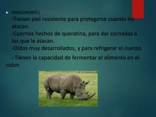  RINOCERONTE (Ceratotherium simum)
-Tienen piel resistente para protegerse cuando les
atacan.
-Cuernos hechos de queratina, para dar cornadas a
los que le atacan.
-Oídos muy desarrollados, y para refrigerar el cuerpo
- Tienen la capacidad de fermentar el alimento en el
colon
 