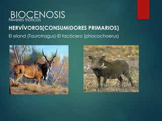 BIOCENOSISNiveles tróficos
HERVÍVOROS(CONSUMIDORES PRIMARIOS)
El eland (Taurotragus)-El facócero (phocochoerus)
 