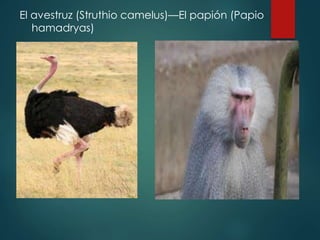 El avestruz (Struthio camelus)—El papión (Papio
hamadryas)
 