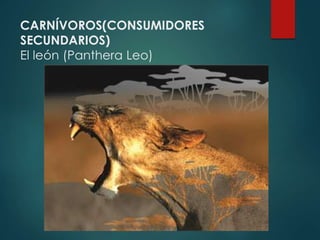 CARNÍVOROS(CONSUMIDORES
SECUNDARIOS)
El león (Panthera Leo)
 