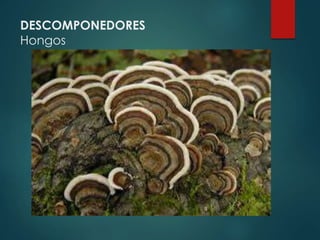 DESCOMPONEDORES
Hongos
 