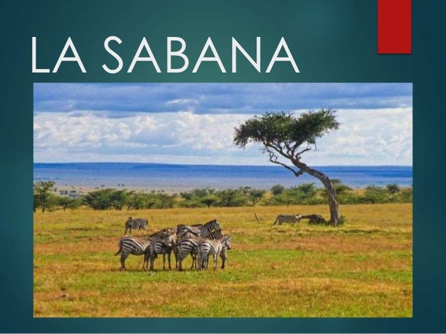 La sabana (2)