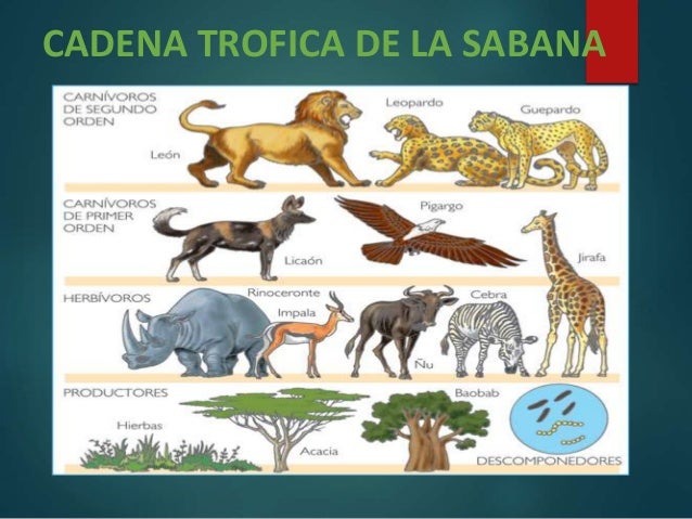 La sabana (2)