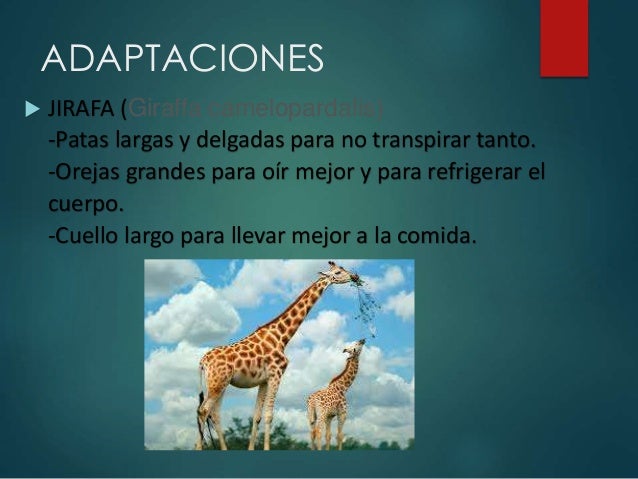 La sabana (2)