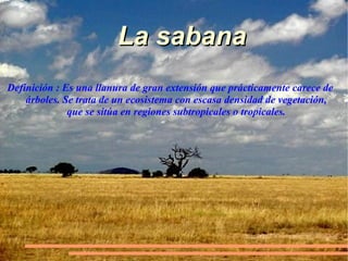 La sabanaLa sabana
Definición : Es una llanura de gran extensión que prácticamente carece de
árboles. Se trata de un ecosistema con escasa densidad de vegetación,
que se sitúa en regiones subtropicales o tropicales.
 