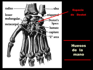 Huesos
de la
mano
Espacio
de Destot
 