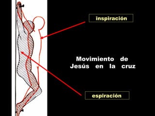 Movimiento de
Jesús en la cruz
inspiración
espiración
 