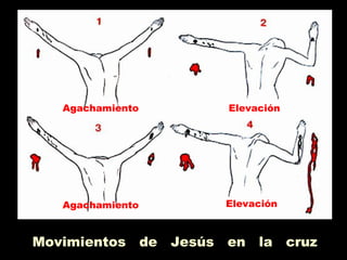 Movimientos de Jesús en la cruz
Agachamiento
Agachamiento
Elevación
Elevación
 
