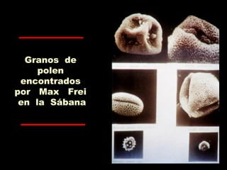 Granos de
polen
encontrados
por Max Frei
en la Sábana
 