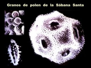 Granos de polen de la Sábana Santa
 