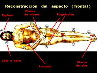 Reconstrucción del aspecto ( frontal )
Espinas
Ceja y nariz
Flagelación
Lanzada
Clavos
de manos
Clavos
de pies
 
