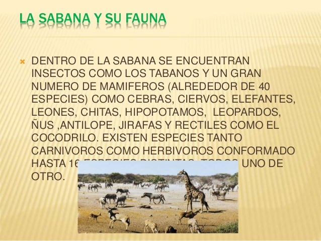 La sabana y sus caracteristicas