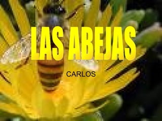 CARLOS LAS ABEJAS 