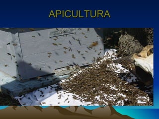APICULTURA 