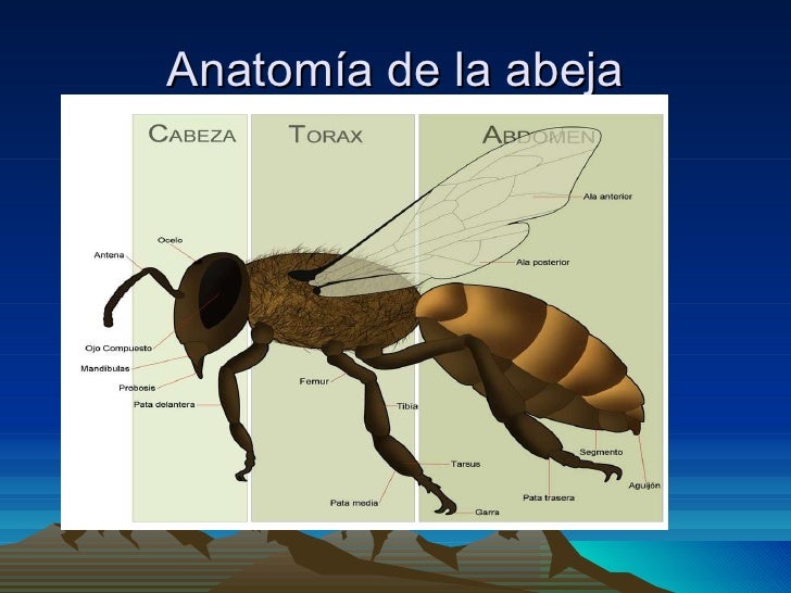 Las abejas