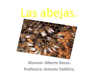 Las abejas. Alumno: Alberto Rosas. Profesora: Antonia Valdivia. 