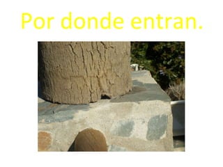 Por donde entran. 