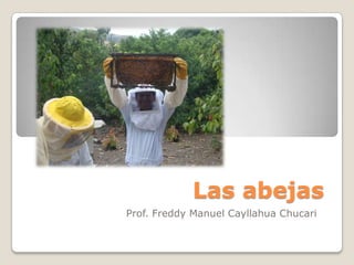 Las abejas
Prof. Freddy Manuel Cayllahua Chucari
 