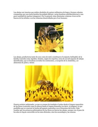 Las abejas son insectos que miden alrededor de quince milímetros de largo y forman colonias
compuestas por una única hembra fecundada (Reina), varias hembras estériles(obreras) y una
gran cantidad de machos (zánganos). Por lo general, estas diminutas criaturas viven en los
huecos de los árboles o en las colmenas desarrolladas por el ser humano.
Las abejas, productoras tanto de cera como de miel, constituyen el conjunto Anthophil, de la
familia conocida como Apoidea. Existen, según los expertos, cerca de 20 mil especies de abejas
identificadas, que se localizan en todos los continentes, a excepción de la Antártida, y se
alimentan de polen y néctar.
Poseen carácter polinizador, ya que se ocupan de trasladar el polen desde el órgano masculino
de las flores (conocido como la antera) hasta el órgano femenino (es decir, el estigma), lo que
posibilita que se concrete la fusión del gameto masculino con el femenino del óvulo. Cabe
resaltar que los primeros polinizadores de las flores no fueron las abejas, aunque con el paso de
los años se hayan convertido en los más eficientes, sino los escarabajos y las moscas.
 