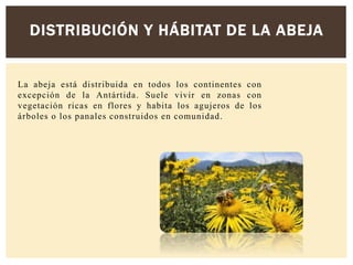 La abeja está distribuida en todos los continentes con
excepción de la Antártida. Suele vivir en zonas con
vegetación ricas en flores y habita los agujeros de los
árboles o los panales construidos en comunidad.
DISTRIBUCIÓN Y HÁBITAT DE LA ABEJA
 