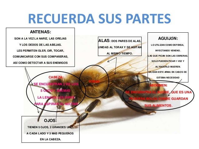 Las abejas1 Las abejas1