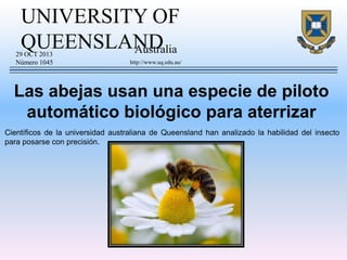 UNIVERSITY OF
QUEENSLAND
Australia

29 OCT 2013
Número 1045

http://www.uq.edu.au/

Las abejas usan una especie de piloto
automático biológico para aterrizar
Científicos de la universidad australiana de Queensland han analizado la habilidad del insecto
para posarse con precisión.

 