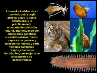 Los evolucionistas dicen
    que todo esto surgió
   gracias a que la sabia
       naturaleza, y la
       prácticamente
   omnipotente selección
natural, interactuando con
   mutaciones genéticas
 sucedidas al azar, fueron
   capaces de generar y
seleccionar nuevos y cada
    vez más complejos
     rasgos y funciones
heredables, que mejoraron
      la capacidad de
       sobrevivencia.
 