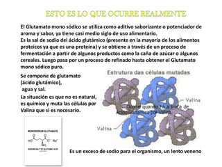 El Glutamato mono sódico se utiliza como aditivo saborizante o potenciador de
aroma y sabor, ya tiene casi medio siglo de uso alimentario.
Es la sal de sodio del ácido glutámico (presente en la mayoría de los alimentos
proteicos ya que es una proteína) y se obtiene a través de un proceso de
fermentación a partir de algunos productos como la caña de azúcar o algunos
cereales. Luego pasa por un proceso de refinado hasta obtener el Glutamato
mono sódico puro.
Se compone de glutamato
(ácido glutámico),
 agua y sal.
La situación es que no es natural,
es químico y muta las células por
Valina que si es necesario.




                     Es un exceso de sodio para el organismo, un lento veneno
 