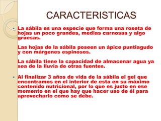 CARACTERISTICAS
   La sábila es una especie que forma una roseta de
    hojas un poco grandes, medias carnosas y algo
    gruesas.
    Las hojas de la sábila poseen un ápice puntiagudo
    y con márgenes espinosos.
    La sábila tiene la capacidad de almacenar agua ya
    sea de la lluvia de otras fuentes.

   Al finalizar 3 años de vida de la sábila el gel que
    encontramos en el interior de esta en su máximo
    contenido nutricional, por lo que es justo en ese
    momento en el que hay que hacer uso de él para
    aprovecharlo como se debe.
 