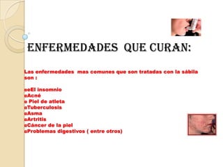 enfermedades que curan:
Las enfermedades mas comunes que son tratadas con la sábila
son :

◘eEl insomnio
◘Acné
◘ Piel de atleta
◘Tuberculosis
◘Asma
◘Artritis
◘Cáncer de la piel
◘Problemas digestivos ( entre otros)
 