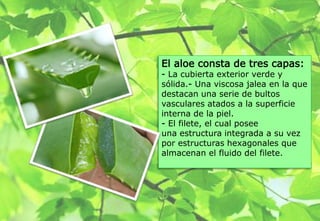 El aloe consta de tres capas:
- La cubierta exterior verde y
sólida.- Una viscosa jalea en la que
destacan una serie de bultos
vasculares atados a la superficie
interna de la piel.
- El filete, el cual posee
una estructura integrada a su vez
por estructuras hexagonales que
almacenan el fluido del filete.
 