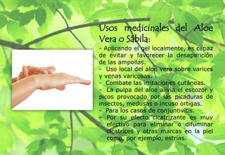 Usos medicinales del Aloe
Vera o Sábila:
- Aplicando el gel localmente, es capaz
de evitar y favorecer la desaparición
de las ampollas.
- Uso local del aloe vera sobre varices
y venas varicosas.
- Combate las irritaciones cutáneas.
- La pulpa del aloe alivia el escozor y
picos provocado por las picaduras de
insectos, medusas o incuso ortigas.
- Para los casos de conjuntivitis.
- Por su efecto cicatrizante es muy
efectivo para eliminar o difuminar
cicatrices y otras marcas en la piel
como, por ejemplo, estrías.
 