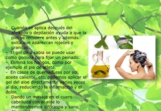 - Cuando se aplica después del
afeitado o depilación ayuda a que la
piel se recupere antes y además
evita que aparezcan rojeces y
granitos.
- El gel de a sabia se puede usar
como gomina para fijar un peinado.
- Elimina los hongos, como por
ejemplo el pie de atleta.
- En casos de quemaduras por sol,
aceite caliente, etc. podemos aplicar el
gel del aloe directamente varias veces
al día, reduciendo la inflamación y el
dolor.
- Dando un masaje en el cuero
cabelludo con el aloe lo
mantendremos sin caspa y sano.
 