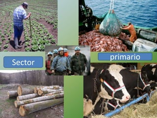 primario
Sector
 
