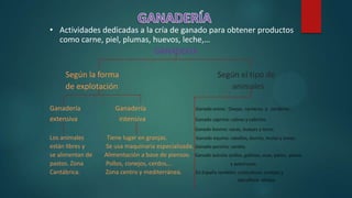 • Actividades dedicadas a la cría de ganado para obtener productos
como carne, piel, plumas, huevos, leche,…
GANADERÍA
Según la forma Según el tipo de
de explotación animales
Ganadería Ganadería Ganado ovino: Ovejas, carneros y corderos .
extensiva intensiva Ganado caprino: cabras y cabritos.
Ganado bovino: vacas, bueyes y toros.
Los animales Tiene lugar en granjas. Ganado equino: caballos, burros, mulas y asnos.
están libres y Se usa maquinaria especializada. Ganado porcino: cerdos.
se alimentan de Alimentación a base de piensos. Ganado avícola: pollos, gallinas, ocas, patos, pavos
pastos. Zona Pollos, conejos, cerdos,… y avestruces.
Cantábrica. Zona centro y mediterránea. En España también: cunicultura: conejos y
apicultura: abejas.
 