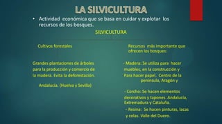• Actividad económica que se basa en cuidar y explotar los
recursos de los bosques.
SILVICULTURA
Cultivos forestales Recursos más importante que
ofrecen los bosques:
Grandes plantaciones de árboles - Madera: Se utiliza para hacer
para la producción y comercio de muebles, en la construcción y
la madera. Evita la deforestación. Para hacer papel. Centro de la
península, Aragón y
Andalucía. (Huelva y Sevilla)
- Corcho: Se hacen elementos
decorativos y tapones. Andalucía,
Extremadura y Cataluña.
- Resina: Se hacen pinturas, lacas
y colas. Valle del Duero.
 