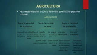 • Actividades dedicadas al cultivo de la tierra para obtener productos
vegetales.
AGRICULTURA
Según la variedad Según la cantidad Según la cantidad
de productos de agua de producción
monocultivo policultivo de regadío de secano extensiva intensiva
Se cultiva un Se cultivan distintos Necesitan Necesitan poca o tradicional o moderna
único producto. productos en el mismo mucha agua agua
terreno.
Hortalizas, frutales Cereales, olivo, vid, Grandes extensiones, Poca extensión
cítricos y arroz. Zona frutos secos. Zona baja producción. mucha producción
cantábrica y mediterránea centro y sur de Se riega con la lluvia, Uso de técnicas:
España. se usan productos semillas, abonos
naturales y poca maquinaria,
maquinaria. sistemas de riego.
Cereales y olivos Esparrago, pimiento,
fresa.
 