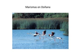 Marismas en Doñana
 