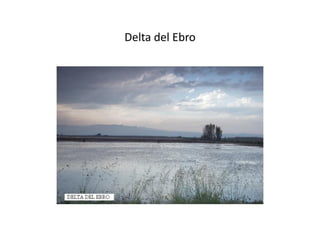 Delta del Ebro
 