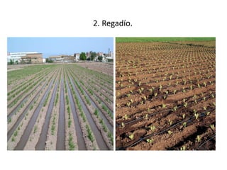 2. Regadío.
 